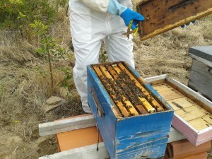 A Importância do ser Abelha: extinção das abelhas provocaria extinção dos humanos em 4 anos
