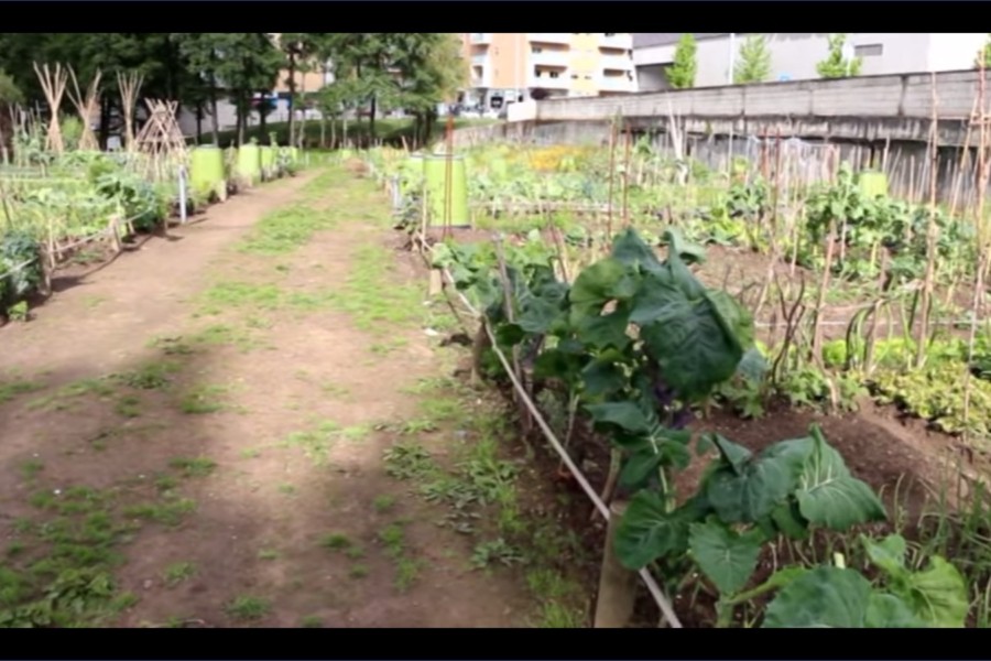 Agricultura Sustentavel Hortas Urbanas de Gaia