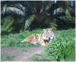 Enriquecimento Ambiental: A Grande Aposta do Jardim Zoológico