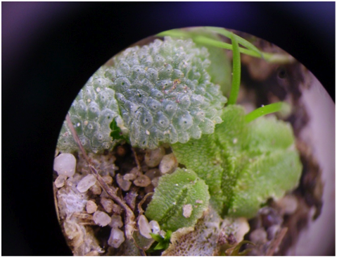 Fungos, Líquenes Briófitas: À Descoberta de um Microcosmo