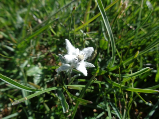 Edelweiss: um símbolo alpino ameaçado