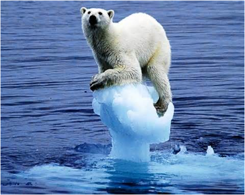 Calotes polares: o problema do degelo acelerado