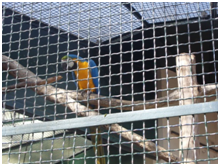 As aves exóticas, como por exemplo as araras, são dos animais mais traficados atualmente. 