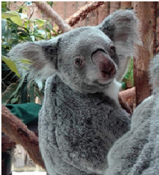 Koala fêmea, residente no Jardim Zoológico de Lisboa.