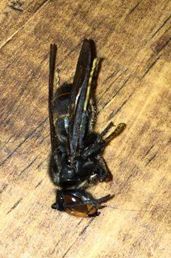 A vespa asiática: problemas na biodiversidade e na saúde da população