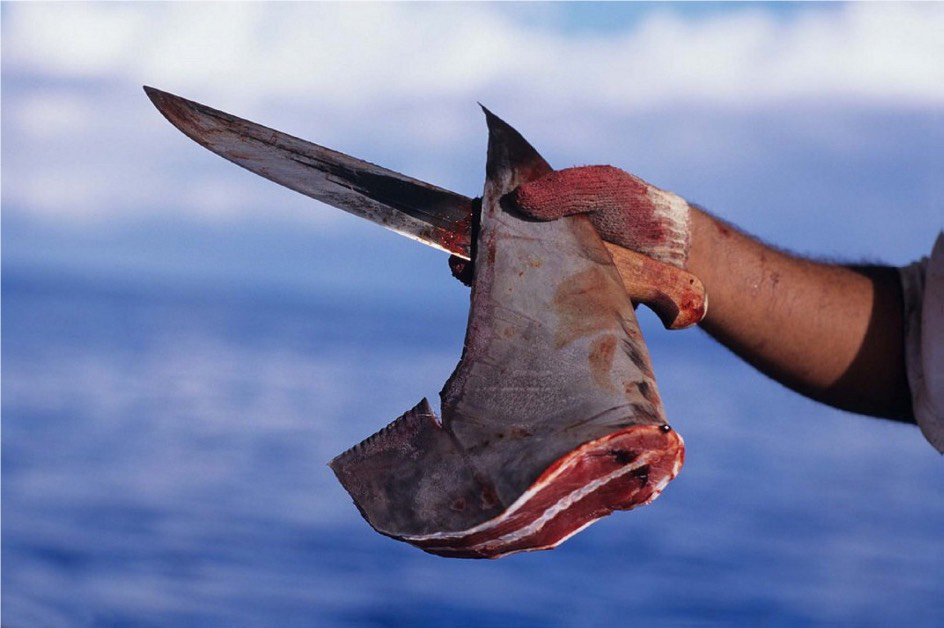 Sopa de tubarão provoca sangue nos oceanos