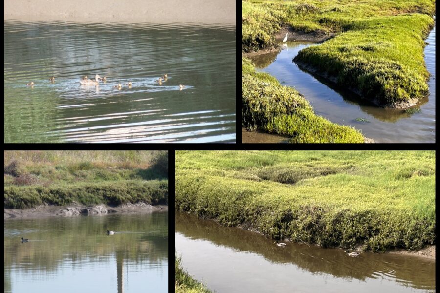 Biodiversidade sucede à poluição nos afluente do rio Tejo