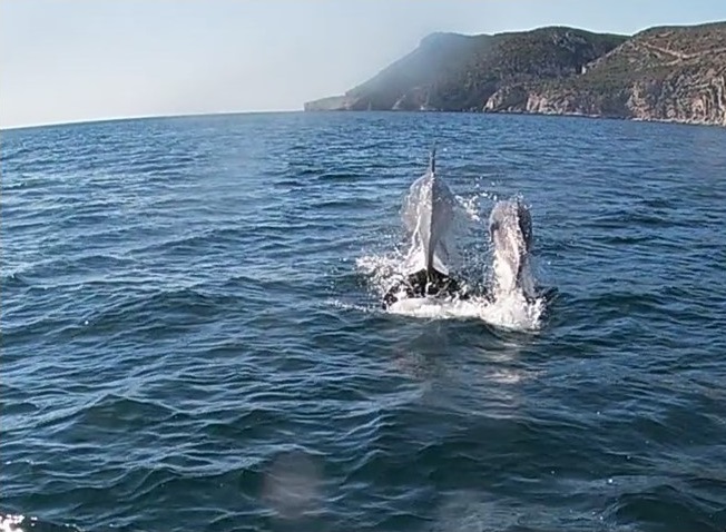 Atividade humana é fator de risco para os golfinhos do Estuário do Sado