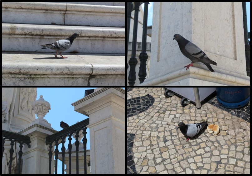 Pombos, uma “praga” na cidade de Lisboa