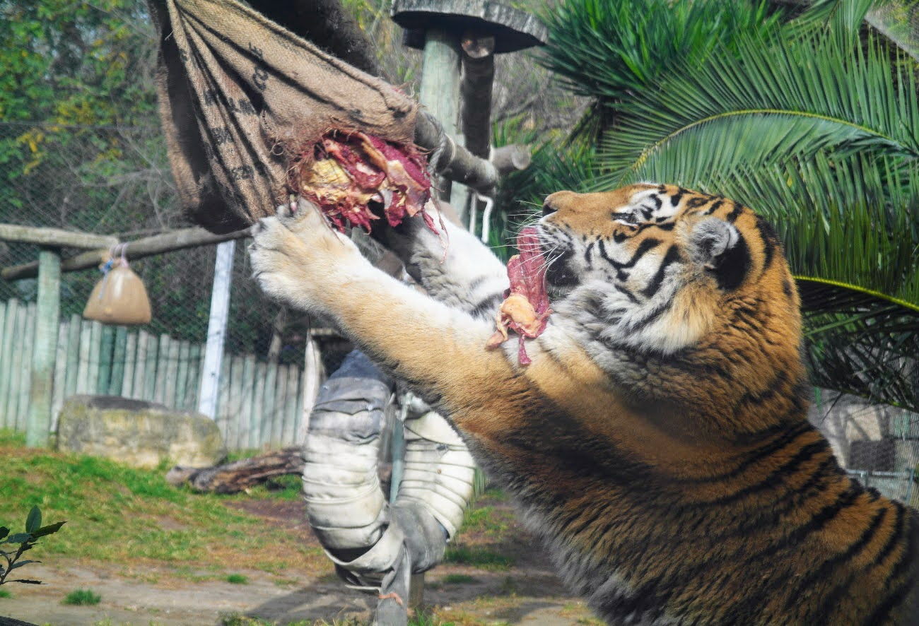Jardim Zoológico implementa  enriquecimento ambiental para tigre da Sibéria