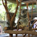 PodZoo – A existência de jardins zoológicos